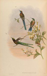 Cynanthus bolivianus = Aglaiocercus kingi smaragdinus